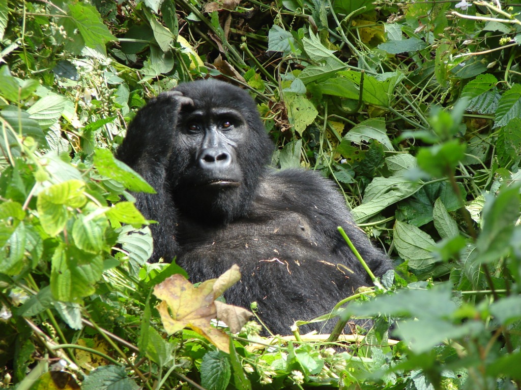 6-Day Amazing Wildlife & Gorilla Tracking Safari